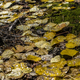 Illustration for article titled 76 Stunning Photos Of Fall Leaves
